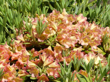 Rhododendron dichroanthum ssp. scyphocalyx 1